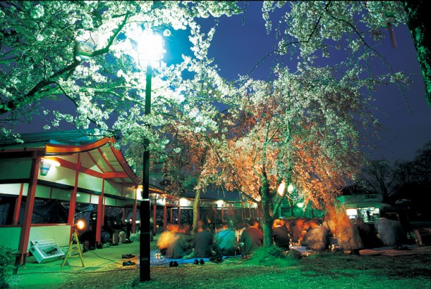 長野遊園の夜桜