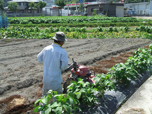 四季菜市場